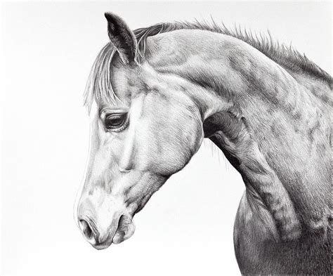 Quarter Horse Drawing Drawing By Karen Broemmelsick Pixels