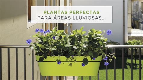 Las Plantas Perfectas Para El Dormitorio Colvin Blog Kulturaupice