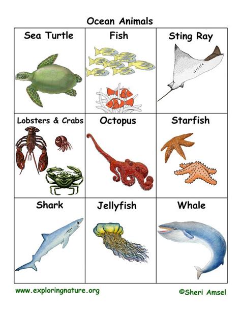 Ocean Animal Flash Cards Printable Ocean Animals Pictures Animal