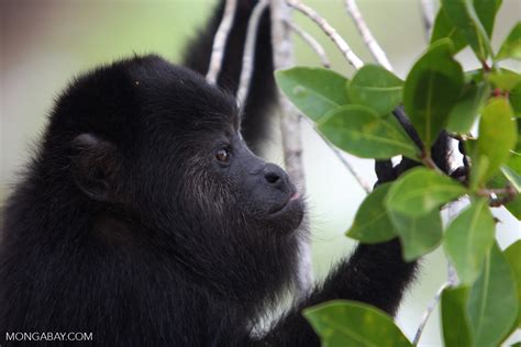 Black Howler Monkey Alouatta Pigra Belize8754
