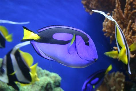 Free Images Underwater Colorful Coral Reef Marine Life Dory