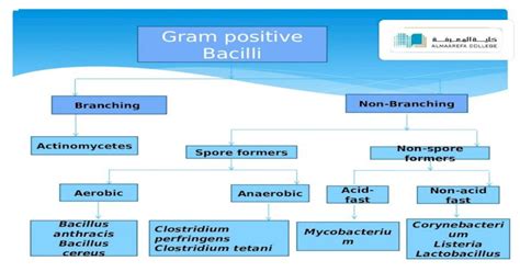 N Gram Positive Bacilli Non Branching Branching Actinomycetes Spore