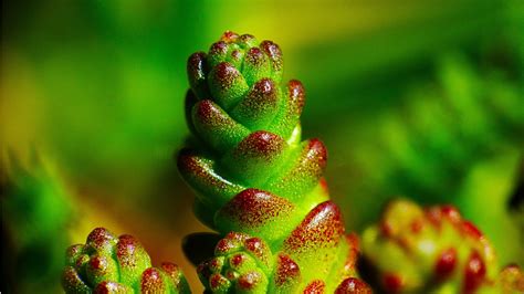 Nature Macro Closeup Moss Plants Green Wallpapers Hd Desktop And