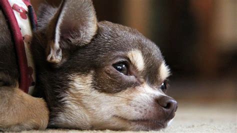 Malattie Pi Comuni Del Chihuahua Problemi Di Salute Di Questa Razza