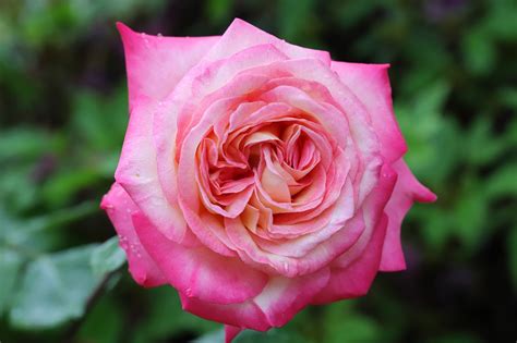 Rosa Flor Natureza Jardim De Foto Gratuita No Pixabay Pixabay