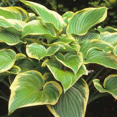 Hosta Victory Plantain Lily From Antheia Gardens