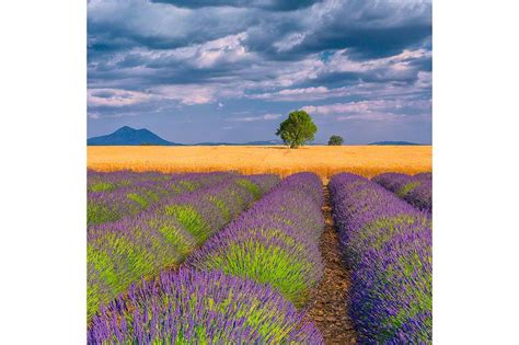 Lavender And Wheat 845s Jim Nilsen Photography Lavender Fields