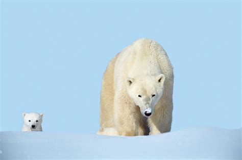 Mother Polar Bear With Cub Canada Photograph By Art Wolfe Fine Art