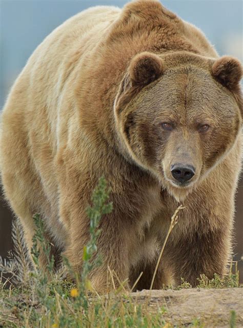 Big Grizzly Bear Pictures Grizzly Bear Animals Wild