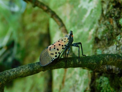 Arborists and Researchers Come Together to Tackle the Spread of Spotted ...