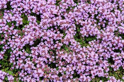 Evergreen Ground Cover Plants For Sale Buying And Growing Guide