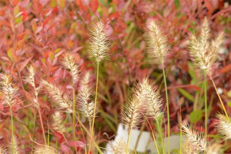 They will provide you with a wealth of inspiration and help you design a lovely garden that satisfies you for months on end. Fall Deer Resistant Plants - Calgo Gardens