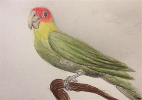 The Extinct Carolina Parakeet Parakeet Extinction Carolina Watercolor Pen And Wash