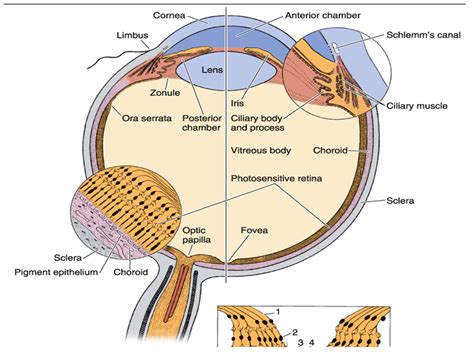 Eye Histology Geoffrey E Reed Life