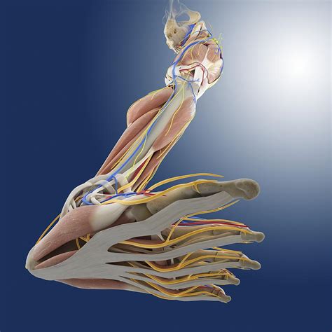Leg Anatomy Artwork Photograph By Science Photo Library