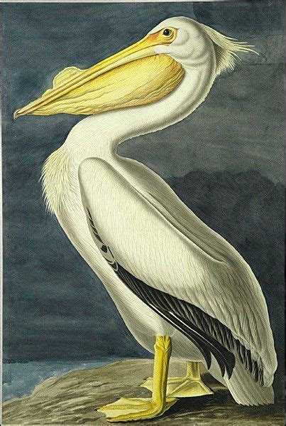 John James Audubon American White Pelican Painting 50 Off Artexpressws