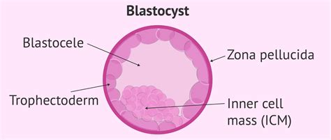 Embryonic Stage Blastocyst