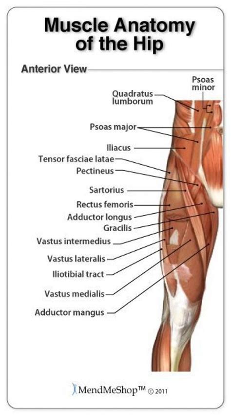 Groin Anatomy And The Hip Piriformis Muscles Tightpsoas Muscle Anatomy Anatomy Hip Anatomy