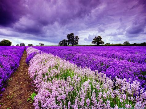 Viaggio Fotografico In Provenza I Campi Di Lavanda • Photo Experience