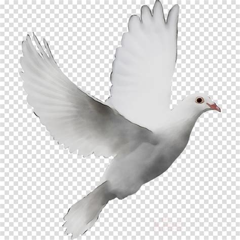 Doves Clipart Feather Doves Feather Transparent Free For Download On