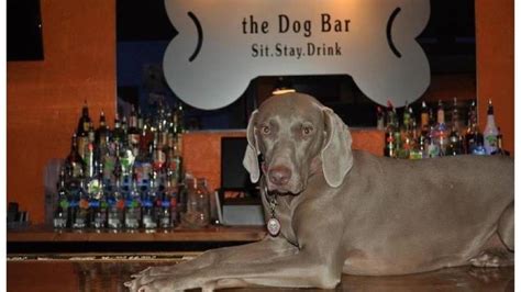 Small Business The Dog Bar Is Off The Leash In Noda Charlottefive