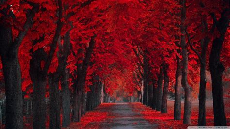 10 Best Red Fall Leaves Wallpaper Full Hd 1920×1080 For Pc Desktop 2021