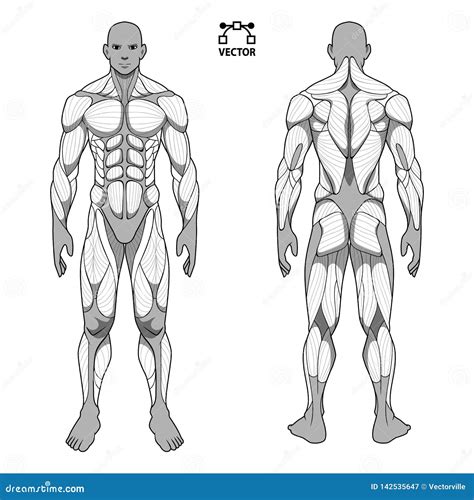 Human Muscular Anatomy Posterior View Royalty Free Stock Image
