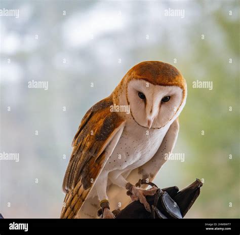 Barn Owl With Its Heart Shaped Face Stock Photo Alamy