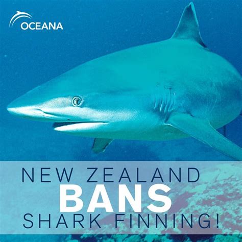 New Zealand Has Announced That It Will Ban The Brutal Practice Of Shark