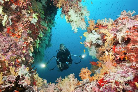 Scuba Diver On Coral Reef Photograph By Reinhard Dirscherlscience