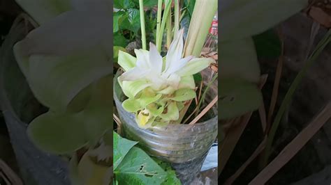 Turmeric Flower YouTube