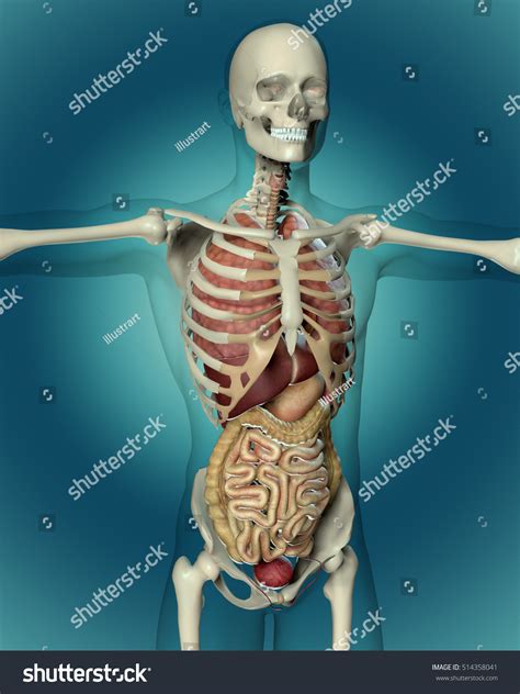 Download this free vector about human organs isometric flowchart demonstrated male and female internal organs and also blood transfusion donation, and discover more than 12 million professional. 3d Render Of A Medical Image Of A Male Figure Showing Internal Organs Stock Photo 514358041 ...