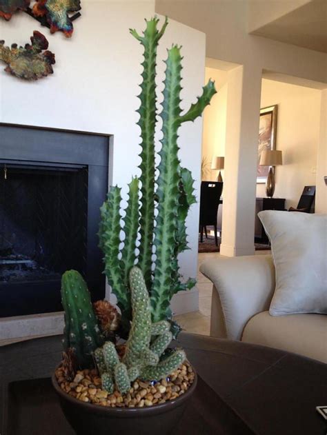 Top 10 Beautiful Cactus Gardens For The Black Thumb Indoor Cactus