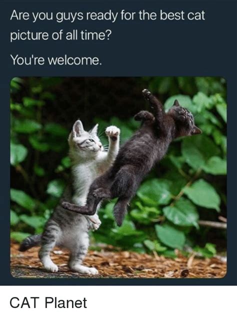 are you guys ready for the best cat picture of all time you re welcome cat planet meme on me me