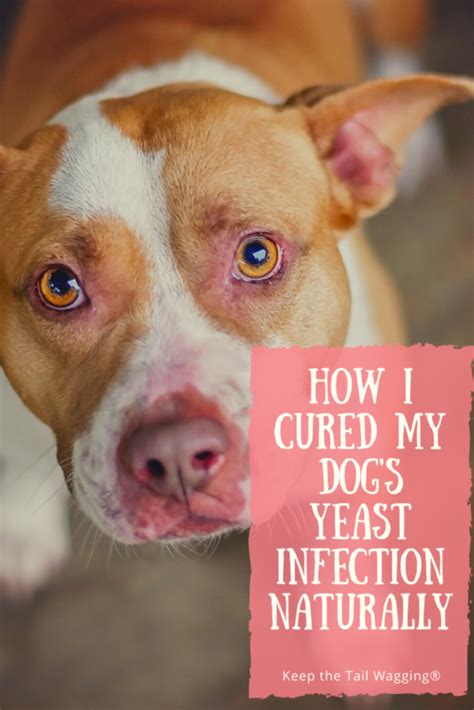 Yeast infections in dogs usually produces chronic itching, infected skin, ear infections, chronic paw licking, as well as and many other visible symptoms. How I Cured My Dog's Yeast Infection Naturally | Keep the ...