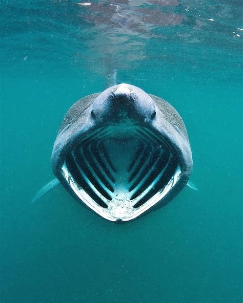 Big Mouth Photo By Alexmustard1 Basking Shark Filtering Zooplankton
