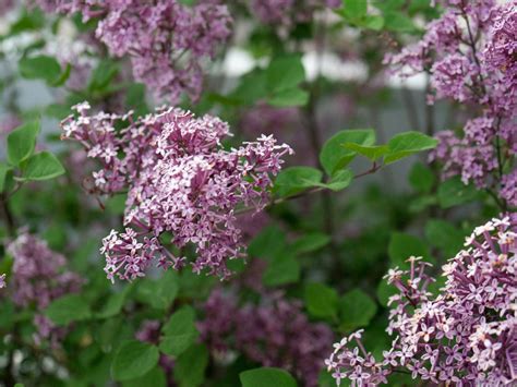 Lilac Planting Guide