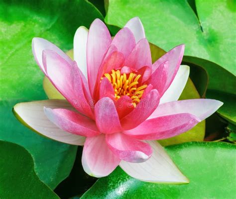 Red Water Lily Stock Image Image Of Freshness Up Flowers 31849153