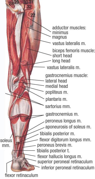 Lower Muscle Anatomy Sports Massage Therapy