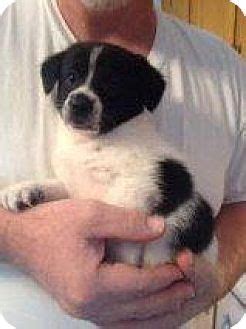 Petco dog training in richmond, va. Richmond, VA - Pomeranian/Labrador Retriever Mix. Meet ...