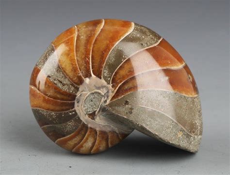 A Colorful Natural Nautilus Fossil Dec 28 2013 Williams Auctions