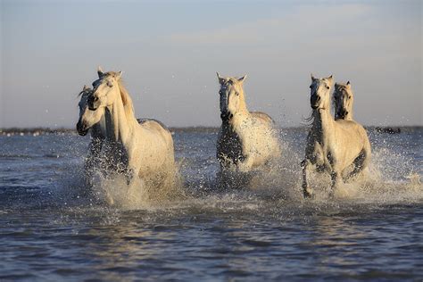 Group Of White Horse Running On Top Of Body Of Water Hd Wallpaper