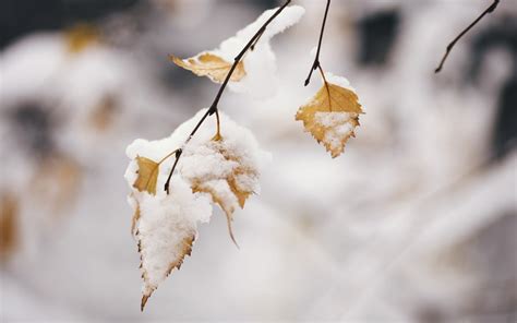 Winter Snow Leaves Cold Hd Wallpapers Desktop And