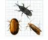 Stored Product Pest Identification Pictures