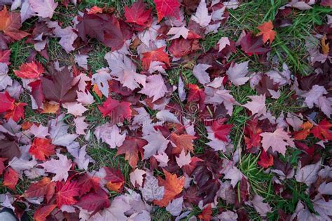 Autumn Leaves On The Ground Stock Photo Image Of Fallen Fall 233665308