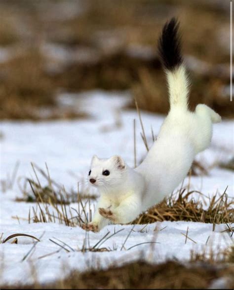 25 Stoat Pictures Because Theyre The Cutest Little Predators