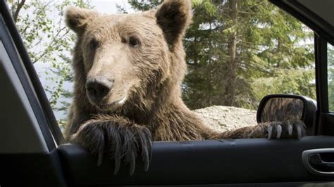 Bear Tries To Break Into Cars Internet Cant Stop Giggling Hellogiggleshellogiggles