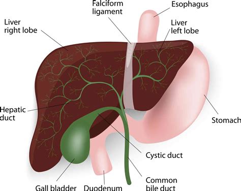 Dramatic Rise In Liver Disease Deaths Protrainings Europe