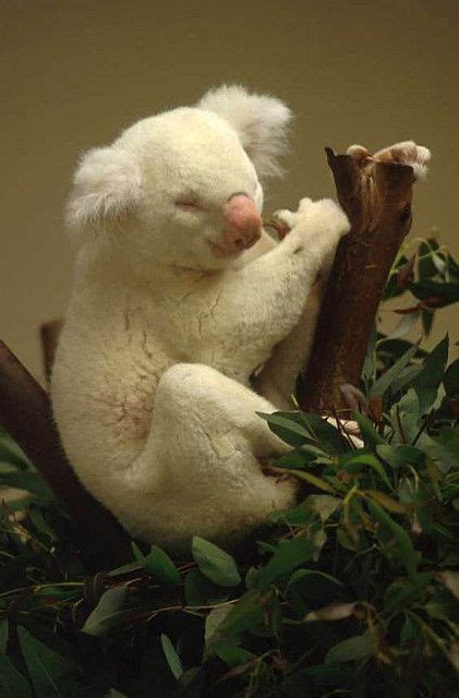Animais Albinos Raros Animais De Estimação Engraçados Fotos De