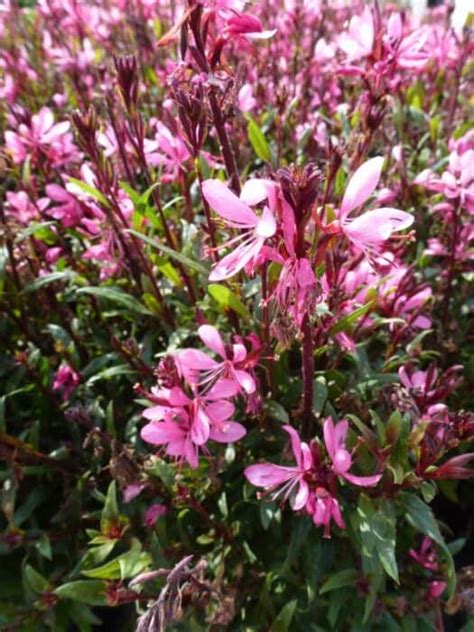 @craighb that doesn't look like my gaura. Gaura lindheimeri Geyser Pink - Prachtkaars